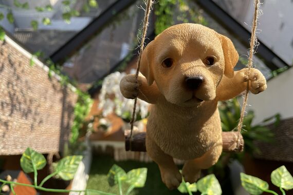 dog
