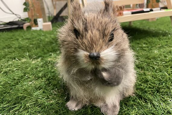 squirrel