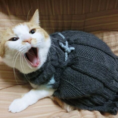 cat