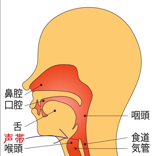 vocalcords
