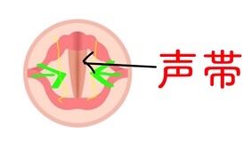 vocalcords