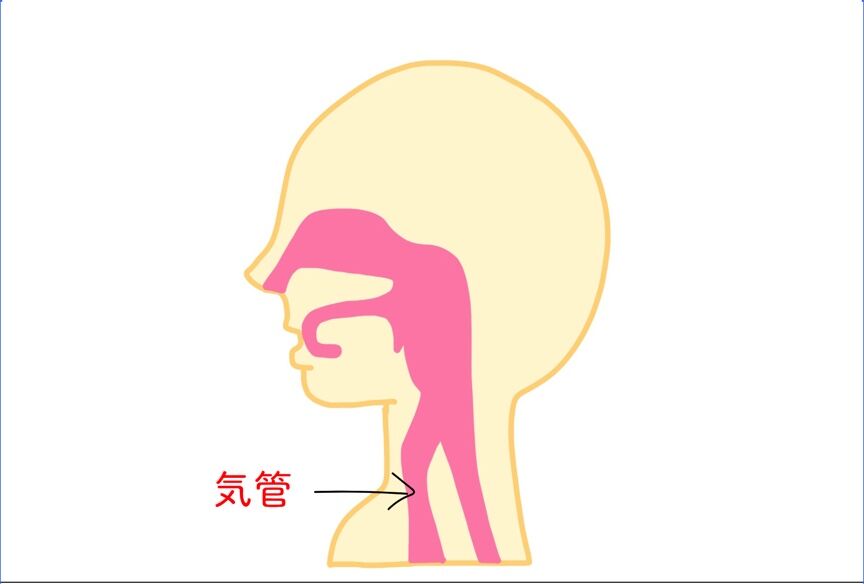 trachea