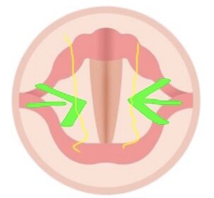 vocalcords