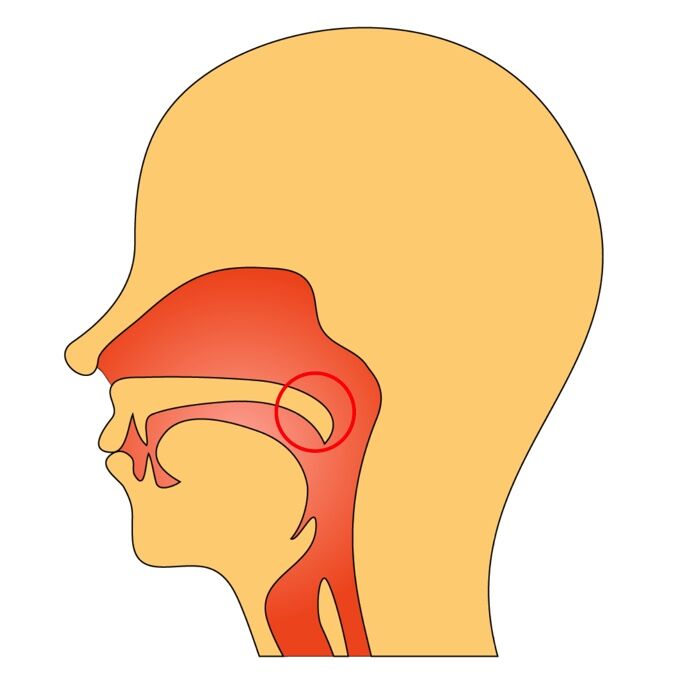 oral cavity