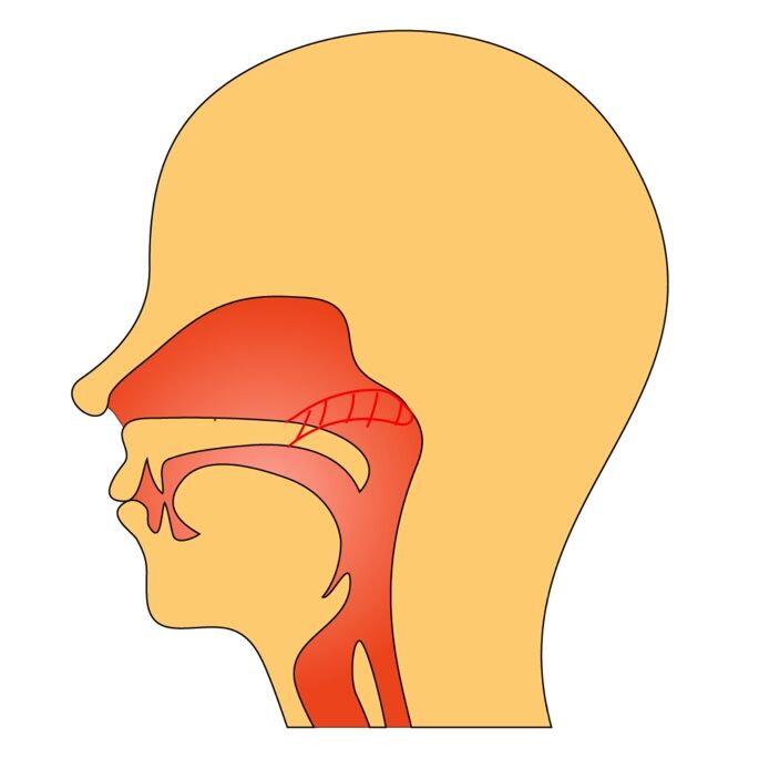oral cavity
