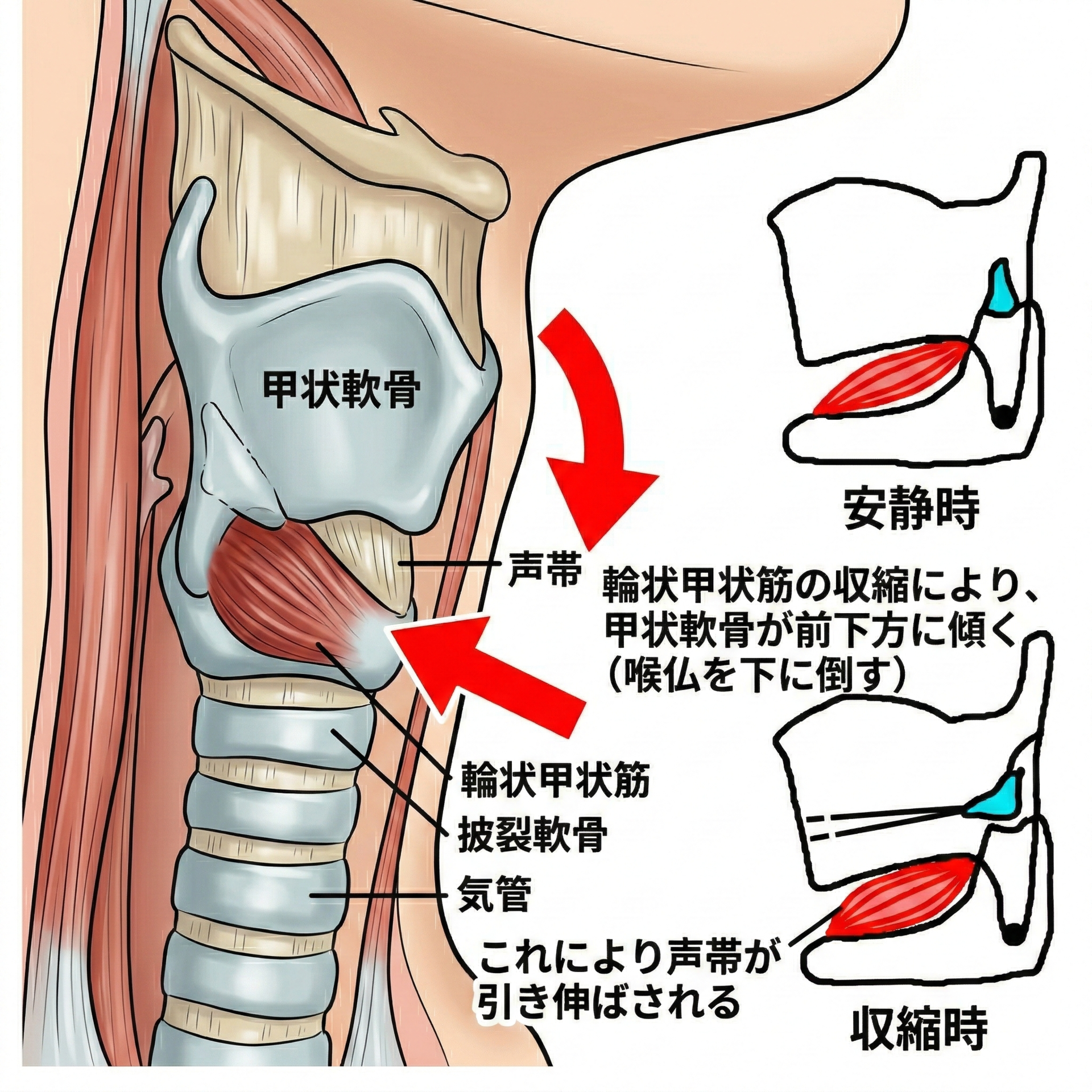 throat